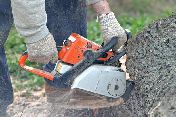 Professional Tree Care in Sandpoint, ID