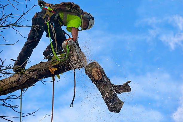 Soil Testing and Treatment in Sandpoint, ID